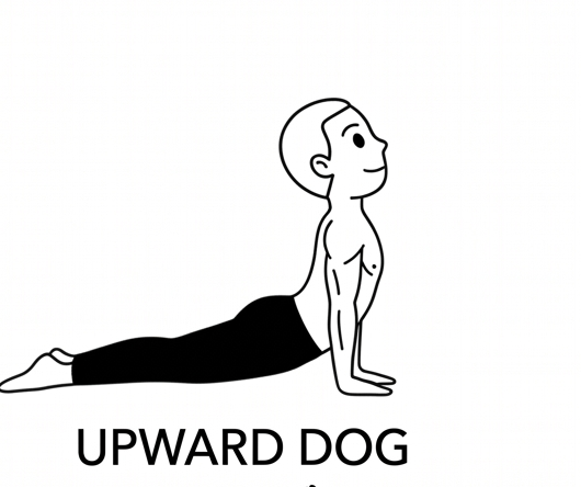 Visual sketch of Upward Dog (Urdhva Mukha Svanasana)